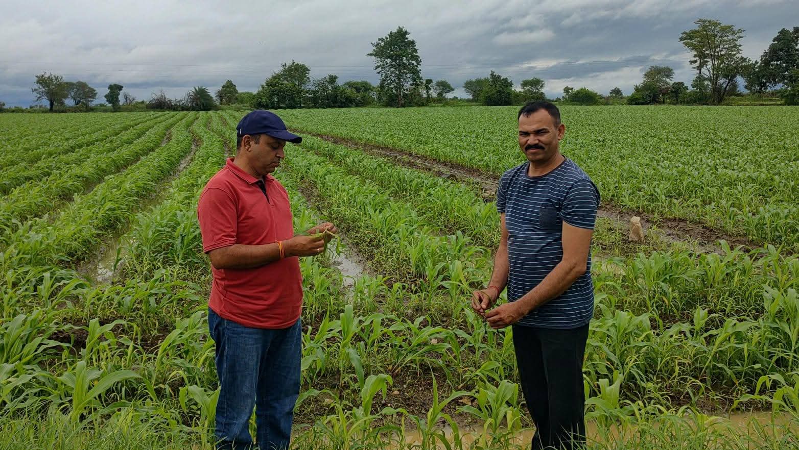 कृषि विज्ञान केंद्र के वैज्ञानिकों की कृषकों के लिए समसामयिक सलाह