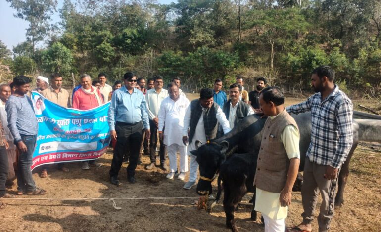मुख्यमंत्री दुधारू पशु प्रदाय योजना अंतर्गत भारिया जनजाति के 21 हितग्राहियों को दुधारू भैंस की गई प्रदाय