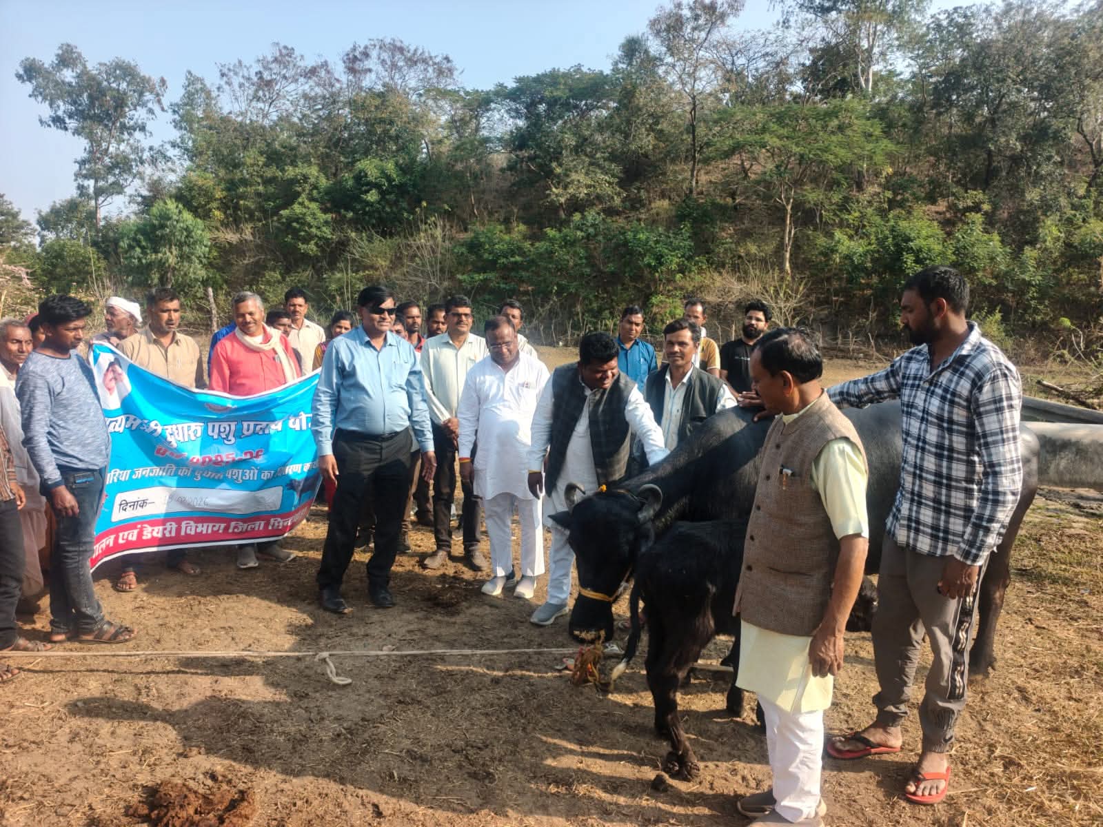 मुख्यमंत्री दुधारू पशु प्रदाय योजना अंतर्गत भारिया जनजाति के 21 हितग्राहियों को दुधारू भैंस की गई प्रदाय